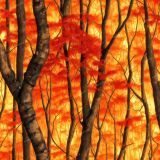 Autumn-Blaze-Camo-42