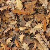 Autumn-Leaves-28.jpg