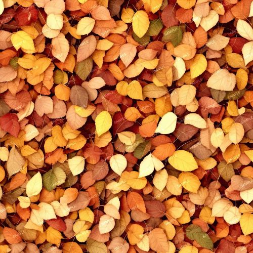 Autumn Leaves 48