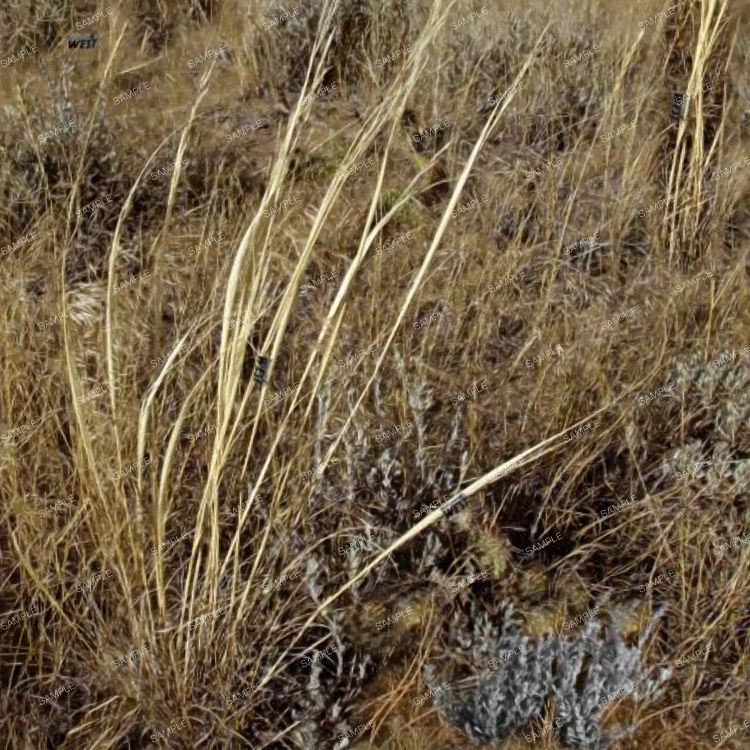 Backland West Camouflage
