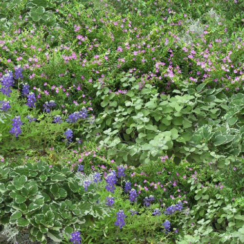 Backyard Garden 42