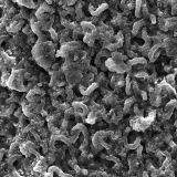 Bacterium-Under-Microscope