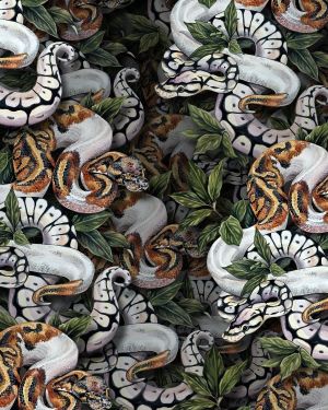 Ball Pythons 22