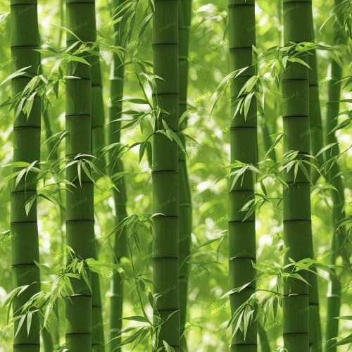 Bamboo Forest