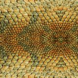 Banded-Geko-Scales-thumb