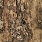 Bark-Texture-32