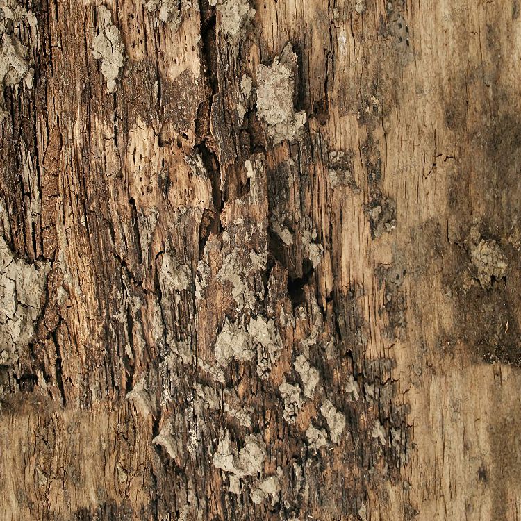 Bark Texture 32
