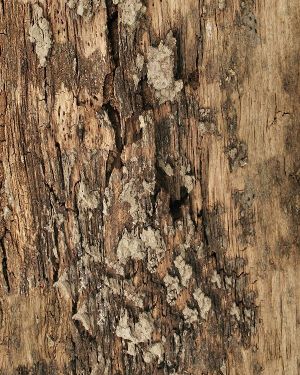 Bark Texture 32