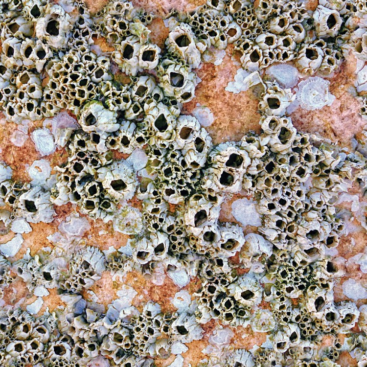 Barnacles 22