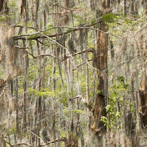 Bayou 22 Camouflage