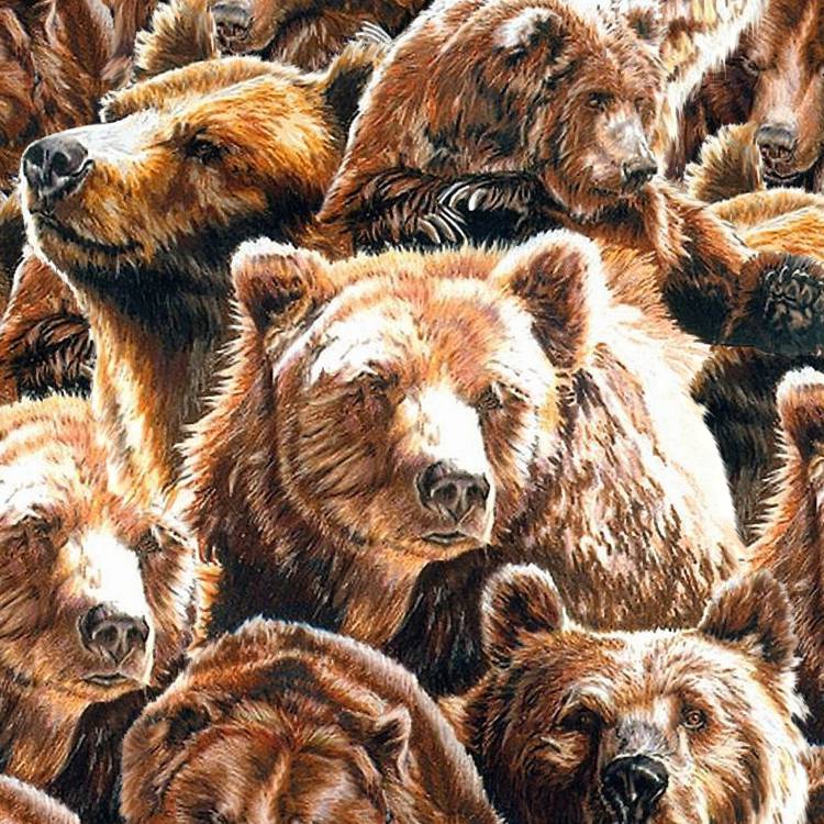 Bears 24