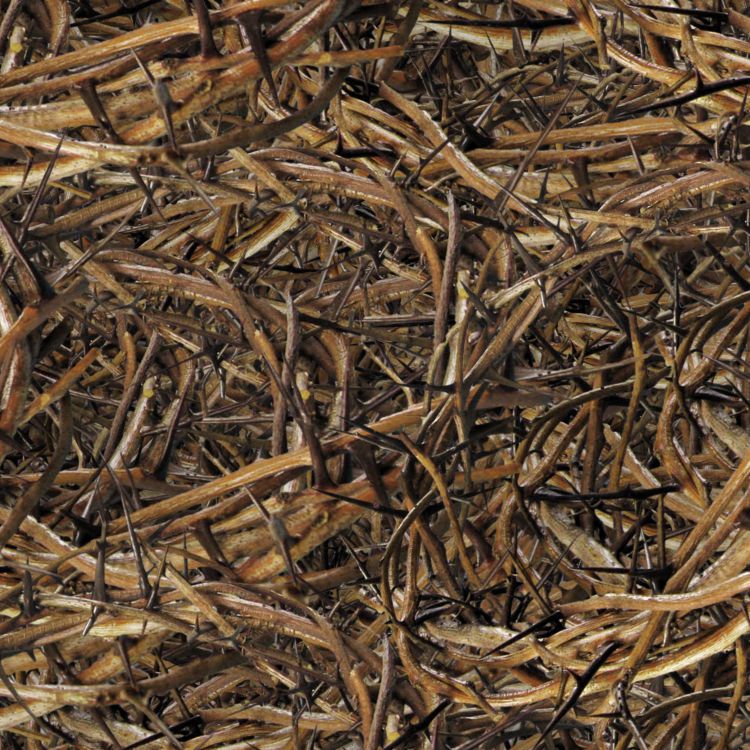 Bed of Thorns