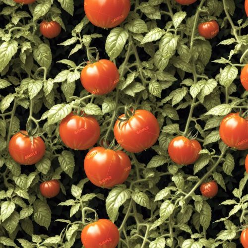 Beefstake Tomatoes 43