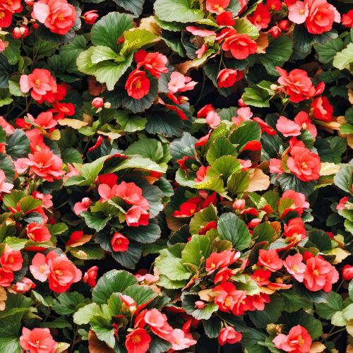 Begonias