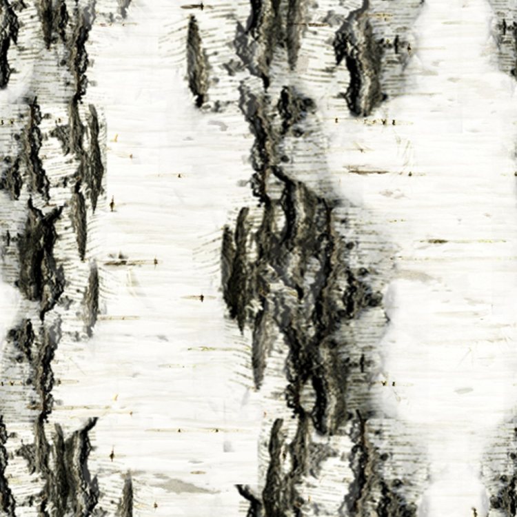 Birch Bark 21