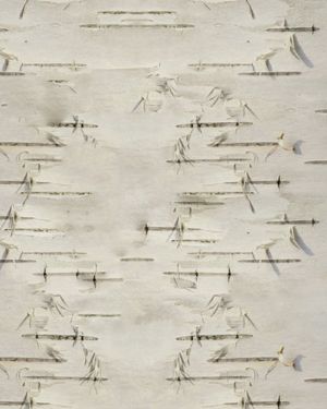 Birch Bark 22