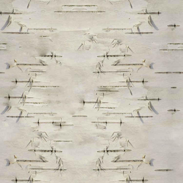Birch Bark 22