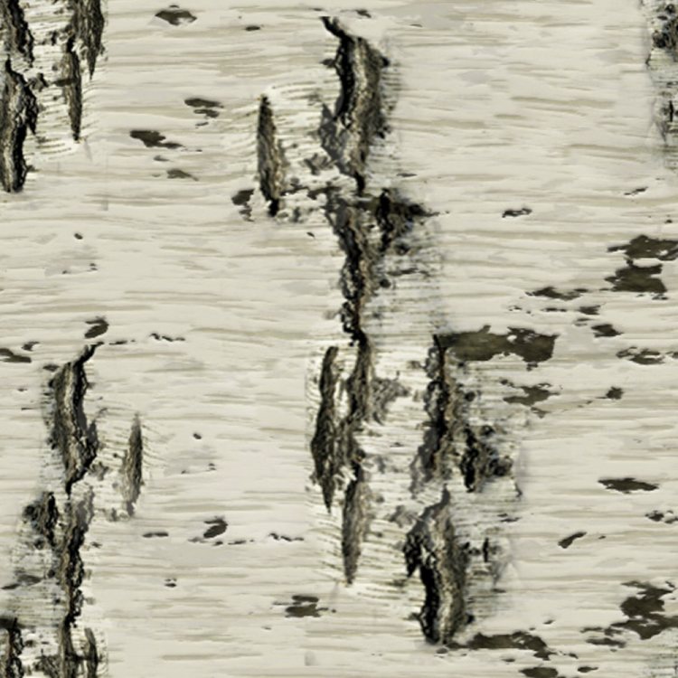 Birch Bark 25