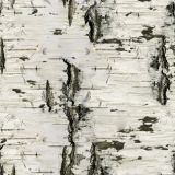Birch-Bark-26.jpg