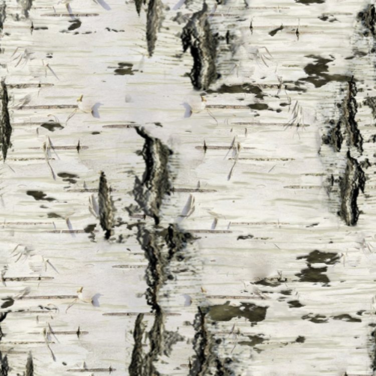 Birch Bark 26