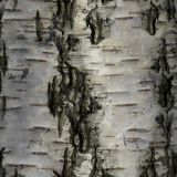 Birch-Bark-29.jpg