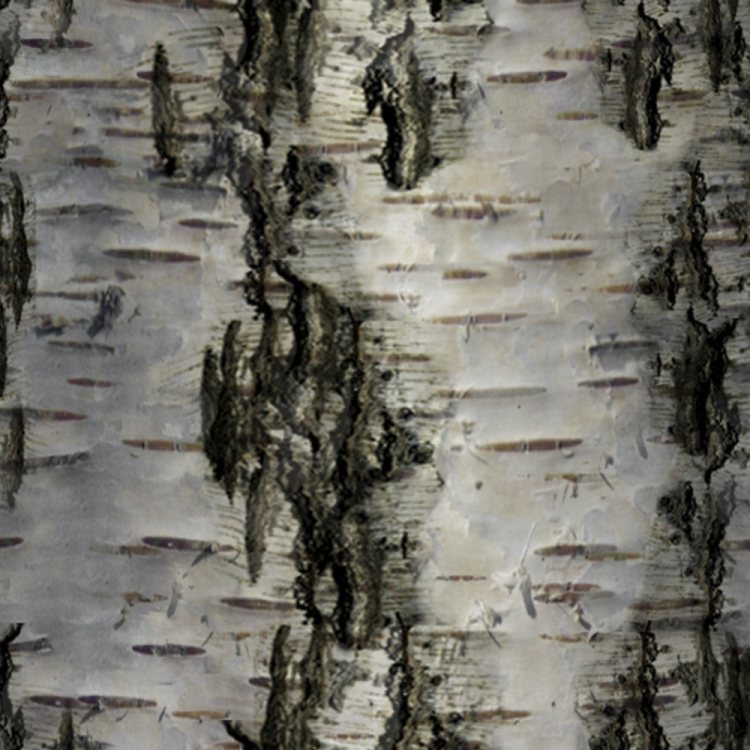 Birch Bark 29