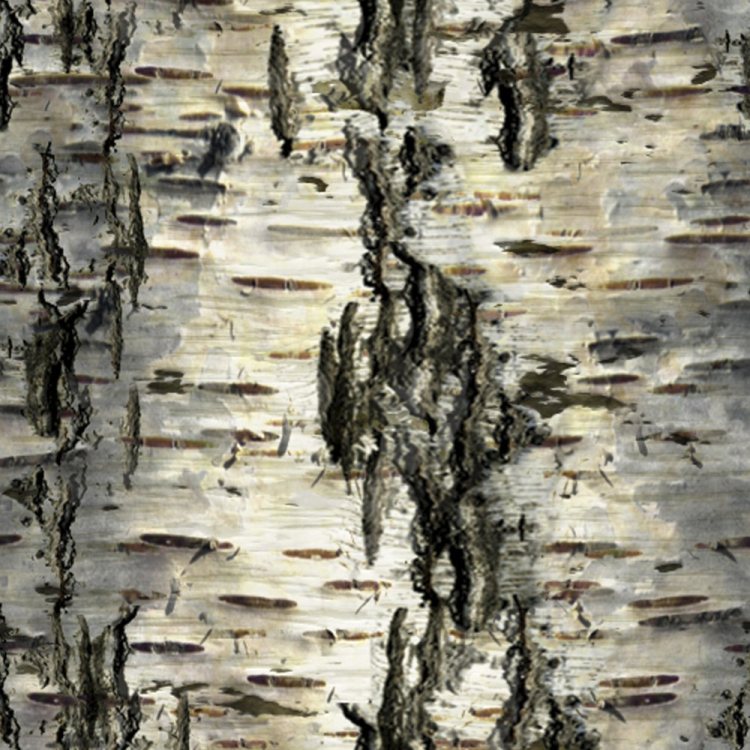 Birch Bark 30