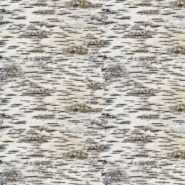 Birch Bark 32