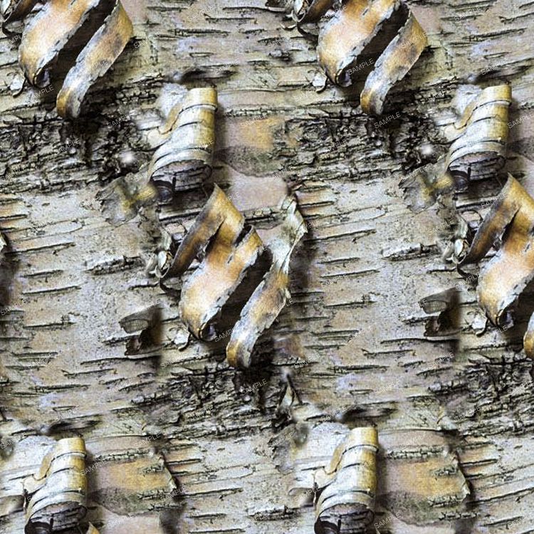 Birch Bark 33