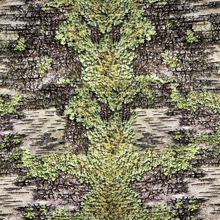 Birch Lichen Camouflage