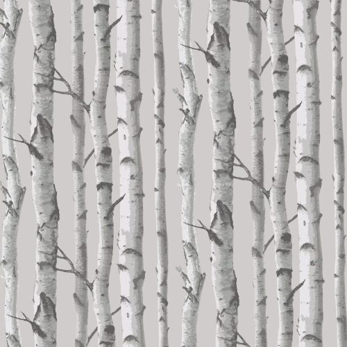 Birch Trees 77