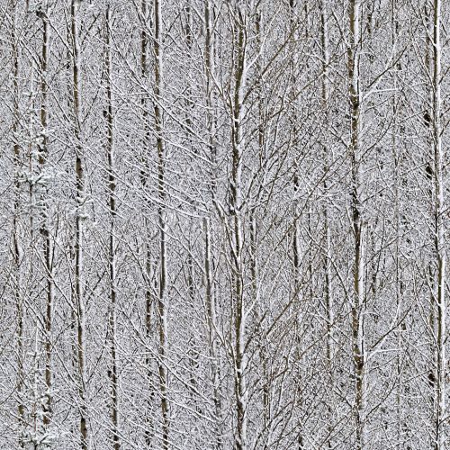 Birches Snow Camouflage