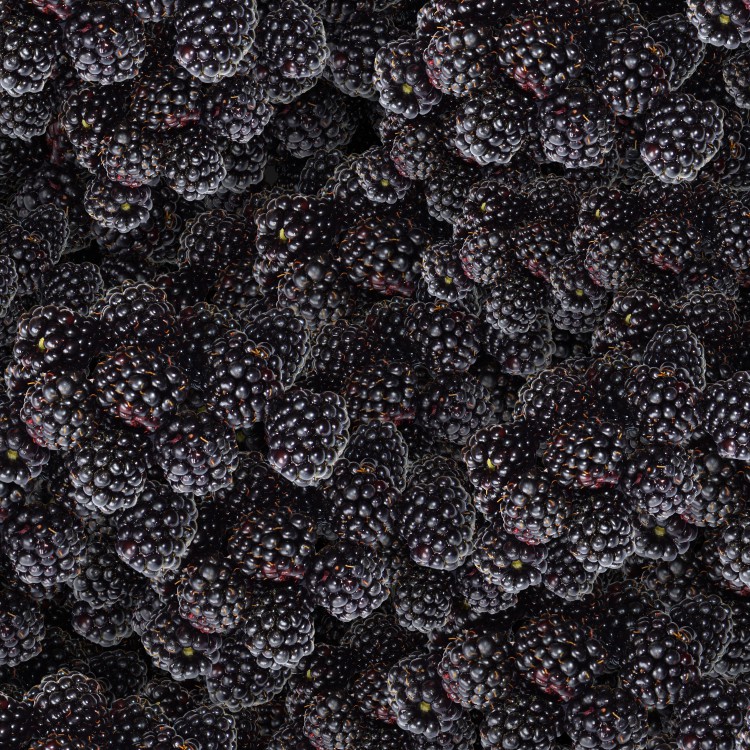Black Berries 22