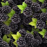 Blackberries-23