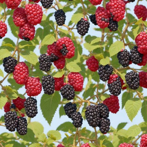 Blackberries 42