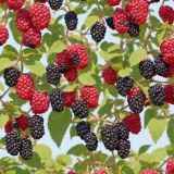 Blackberries-42