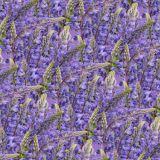 Blue-Bonnets-22.jpg