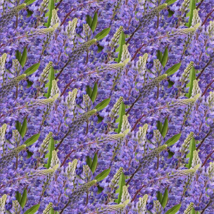 Blue Bonnets 24