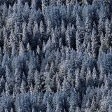 Blue-Evergreen-22