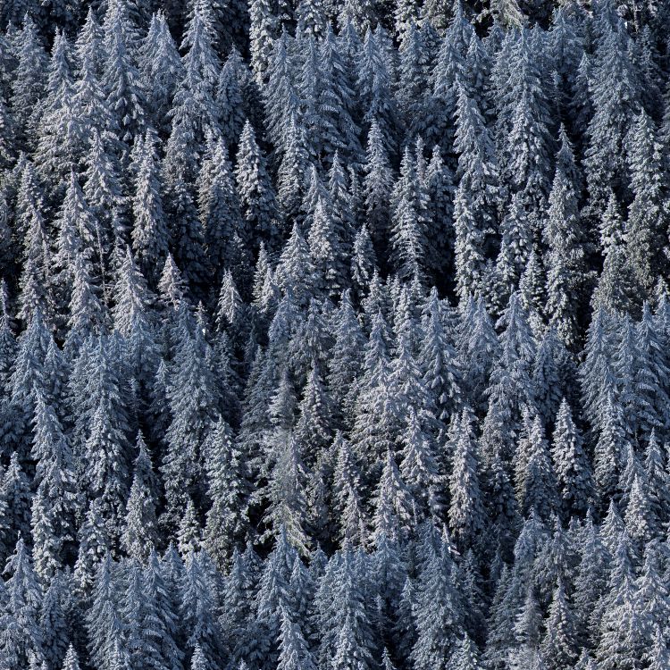 Blue Evergreen 22