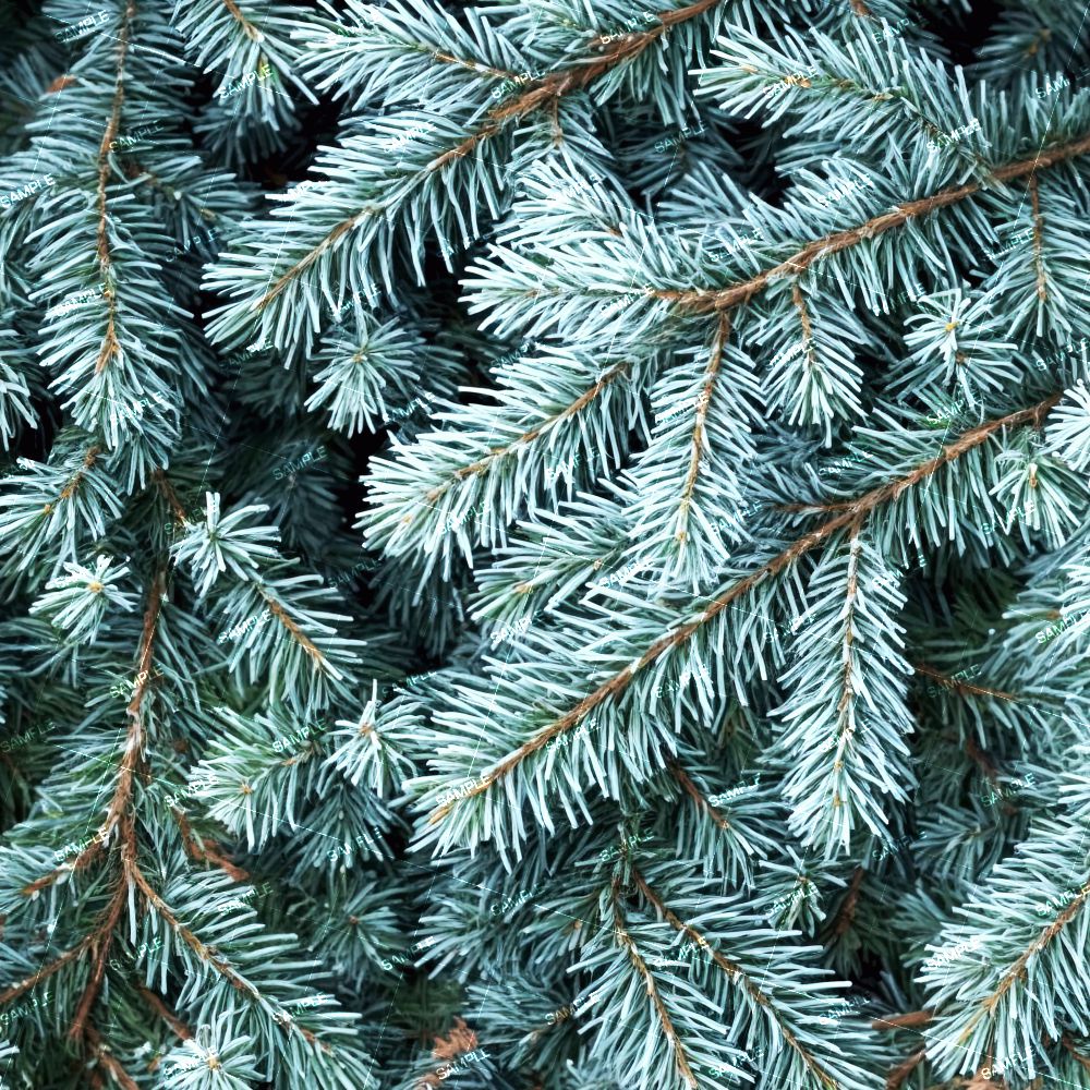 Blue Spruce Branches