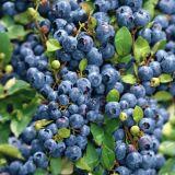 Blueberries-42.jpg