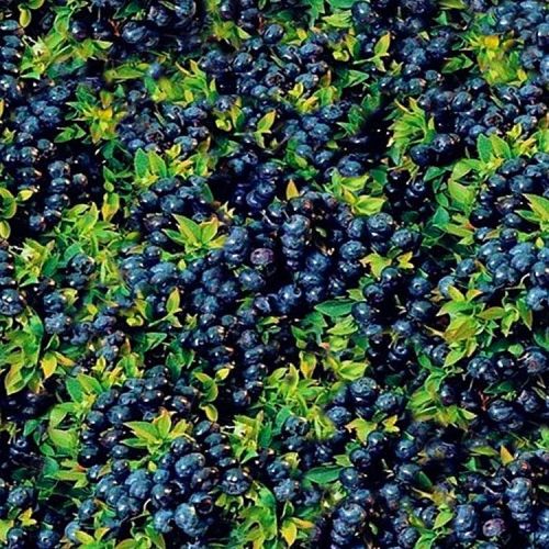 Blueberry Bush