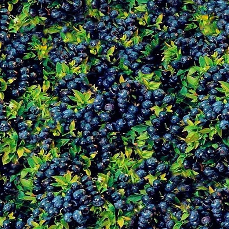 Blueberry Bush