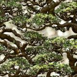 Bonsai-Tree-45