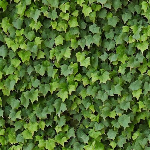 Boston Ivy 42