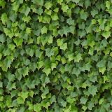 Boston-Ivy-42