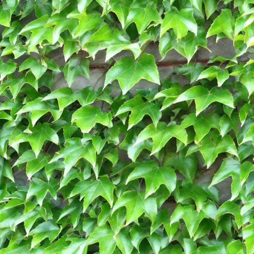 Boston Ivy 43