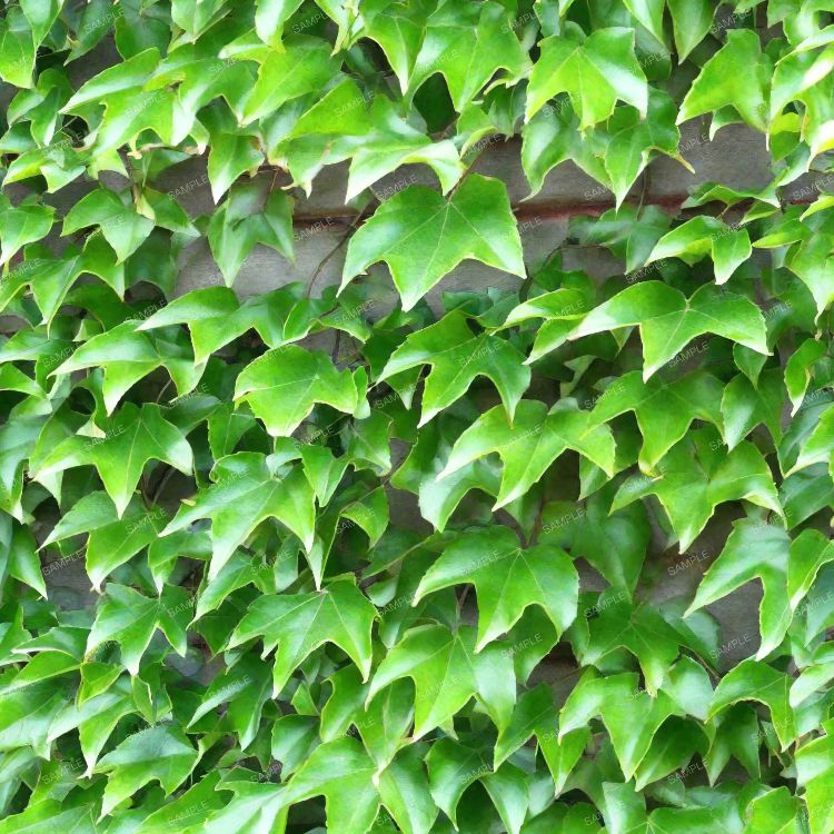 Boston Ivy 43