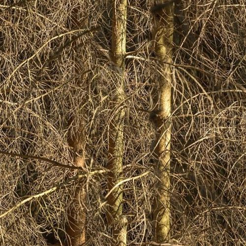 Brambles Background
